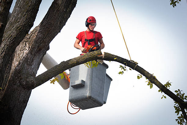 How Our Tree Care Process Works  in  Fullerton, PA